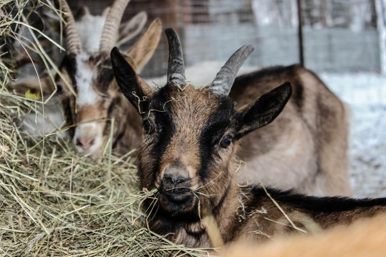 B&B Pian Savin Giaveno Kültér fotó