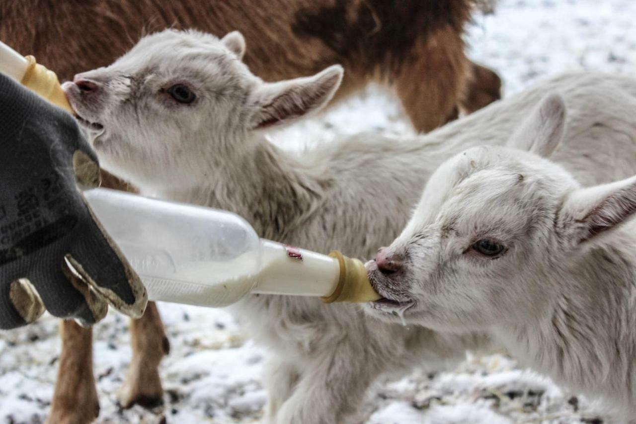 B&B Pian Savin Giaveno Kültér fotó